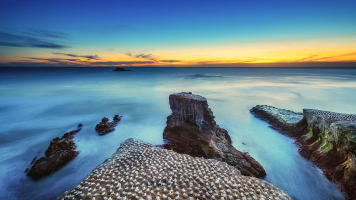 Gannet Colony - Muriwai Beach Auckland